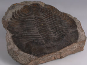 trilobite 2