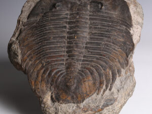 trilobite