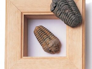 trilobites