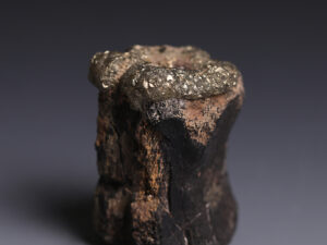 vertebrae-1
