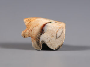 small egyptian cream hardstone wedjat amulet 4